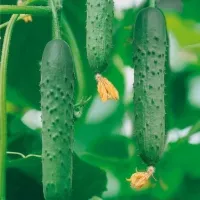 Купить Огурец Марта F1