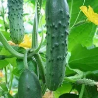 Купить Огурец Марта F1