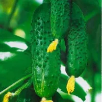 Купить Огурец Марьина Роща