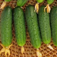 Купить Огурец Марьина Роща