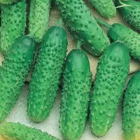 Купить Огурец Маша F1