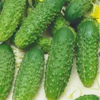 Купить Огурец Маша F1