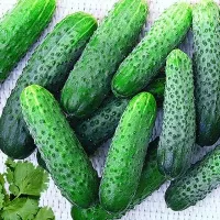Купить Огурец Меренга F1