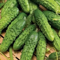 Купить Огурец Меренга F1