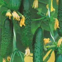 Купить Огурец Настоящий полковник F1