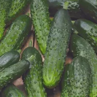 Купить Огурец Настоящий полковник F1