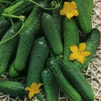 Купить Огурец Настя F1