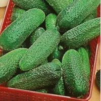 Купить Огурец Настя F1