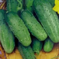 Купить Огурец Нежинский