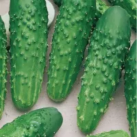 Купить Огурец Пальчик