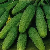 Купить Огурец Пальчик