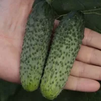 Купить огурец Паратунка