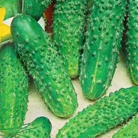 Купить Огурец Престиж F1