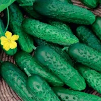 Купить Огурец Престиж F1