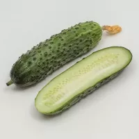 Купить Огурец Шоша F1