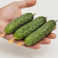 Купить Огурец Шоша F1