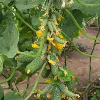 Купить огурцы Сибирская гирлянда