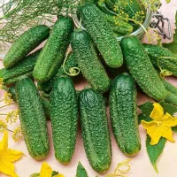 Купить огурцы Сибирская гирлянда