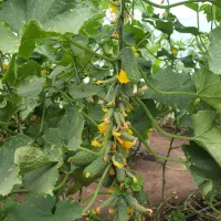 Купить огурцы Сибирская гирлянда