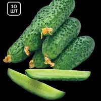 Купить Огурец Страж F1