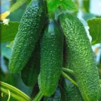 Купить Огурец Зеленая  гроздь