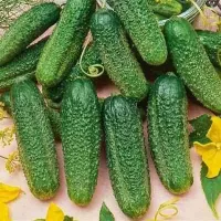 Купить Огурец Зеленая  гроздь