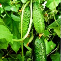 Купить Огурец Сын полка 1