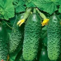 Купить Огурец Сын полка 1