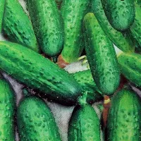 Купить Огурец Темп F1