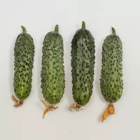 Купить Огурец Темп F1