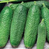 Купить Огурец Трилоджи