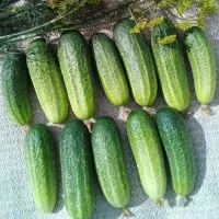 Купить Огурец Веселые гномики F1