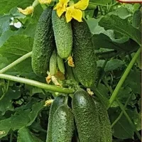 Купить Огурец Бабушкин внучок F1