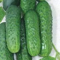Купить Огурец Бабушкин внучок F1
