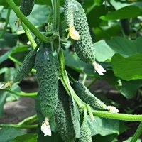 Купить Огурец Вятич F1 пучковый (Каприкорн)