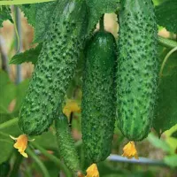 Купить Огурец Вятич F1 пучковый (Каприкорн)