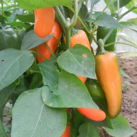 Купить Перец Апельсин