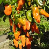Купить Перец Апельсин