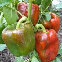 Перец клаудио