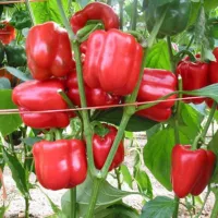 Перец клаудио