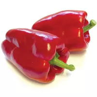 Перец клаудио