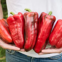 Купить Перец Ливадия