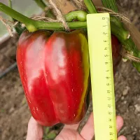 Купить Перец Ливадия