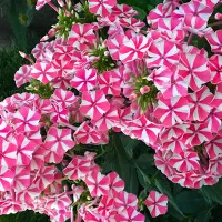 Купить Петуния Джоконда Роуз энд Вайт мультифлора