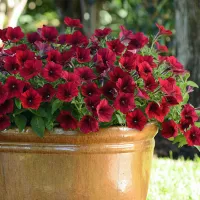 Купить Петунию Тайдал Черри