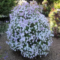 Купить Петунию Тайдал Вейв Сильвер