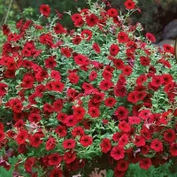 Купить Петуния Тайфун F1 Ред Велюр