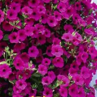 Купить Сурфиния Парпл Вельвет