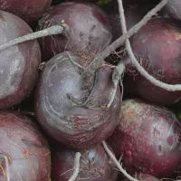 Купить Свекла Кестрел