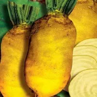 Свекла кормовая эккендорфская